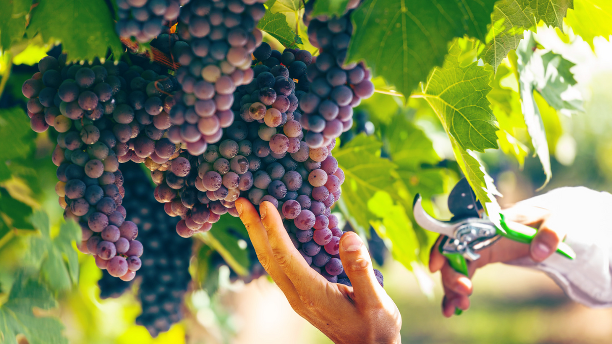 Conheça os 5 principais tipos de uvas para produção de vinhos