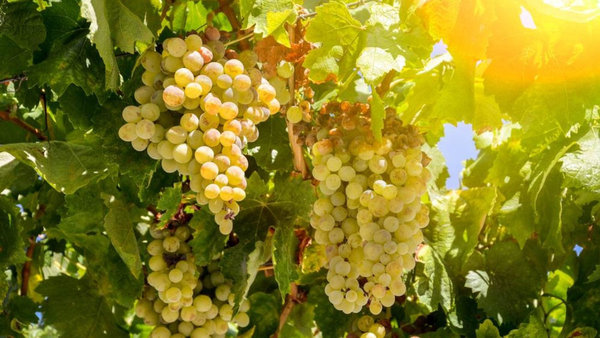 Dia da Uva Sauvignon Blanc: frescor, personalidade e versatilidade em cada taça
