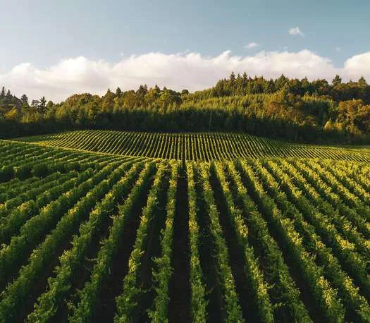 Corbeau Wines