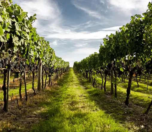Gota Wine