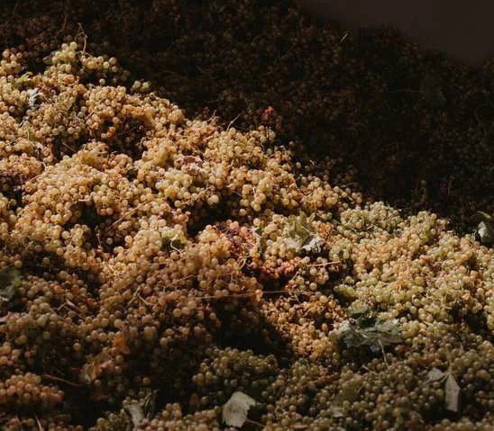 Terre di Ricaldone